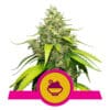 RQS Blue Gelato Feminiseret 3,5 & 10stk