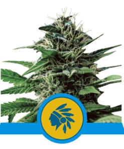 RQS CBD Tatanka Pure Feminiseret 3,5 & 10 stk