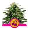 RQS Cherry Pie Feminiseret 3,5 & 10stk
