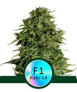 RQS Cosmos F1 CBD Autoflower 3,5 & 10stk