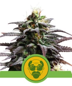RQS Grandaddy Purple Autoflower 3,5 & 10stk