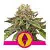 RQS Green Gelato feminiseret 3,5 & 10stk