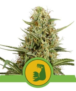 RQS Hulkberry Autoflower 3,5 & 10stk