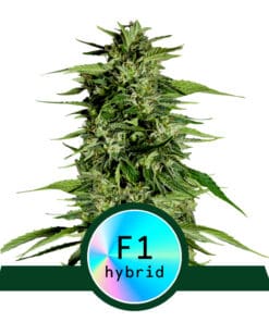RQS Hyperion F1 autoflower 3,5 & 10stk