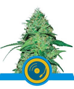 RQS Joannes CBD Feminiseret 3,5 & 10stk