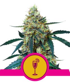 RQS Mimosa Feminiseret 3,5 & 10stk