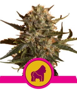 RQS Mother Gorilla Feminiseret 3,5 & 10 stk