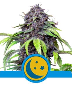 RQS Purplematic CBD Autoflower 3,5 & 10stk