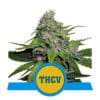 RQS Royal THCV CBD Feminiseret 3,5 & 10stk