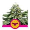 RQS Sherbert Queen feminiseret 3,5 & 10stk