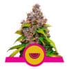 RQS Watermelon Feminiseret
